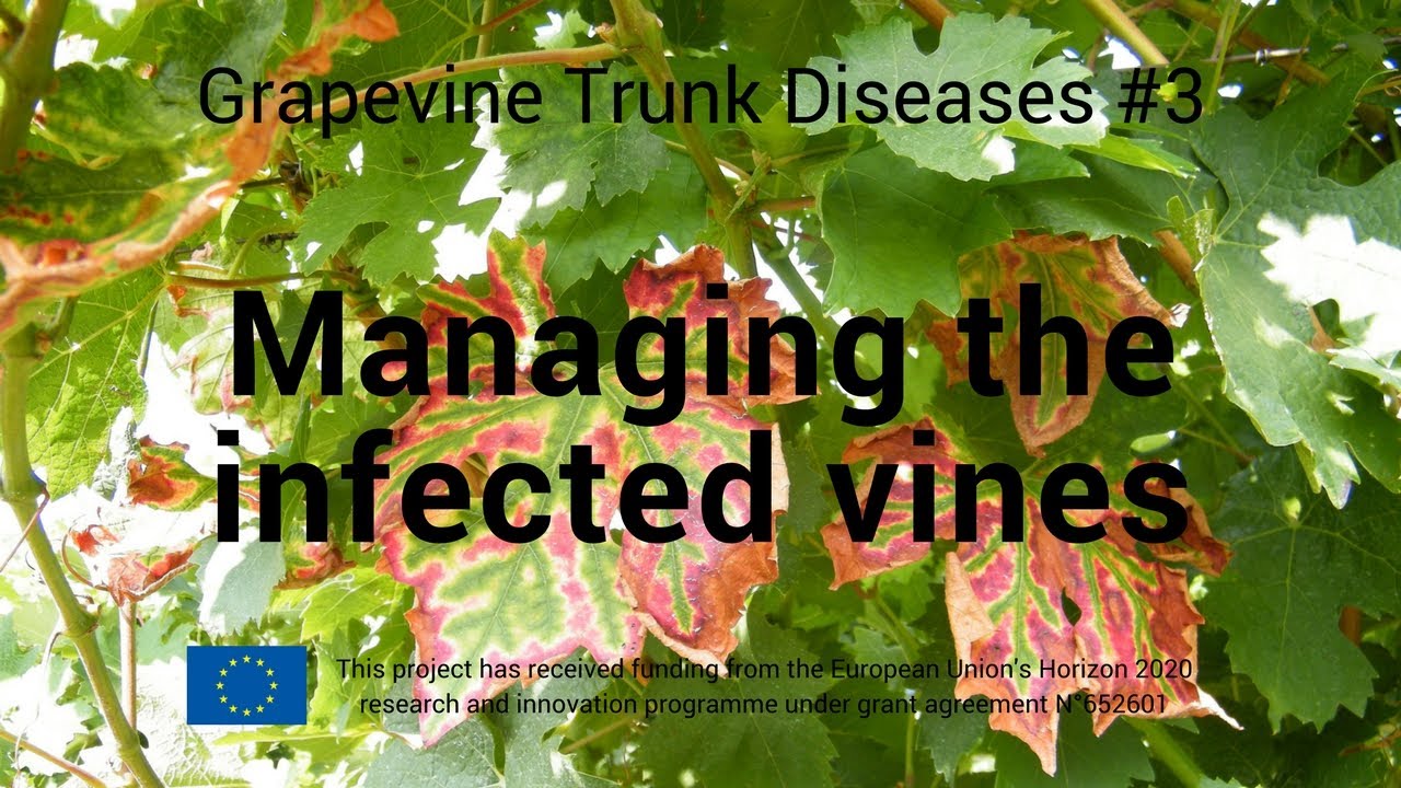Grapevine Trunk Disease #3   Managing the infected vines