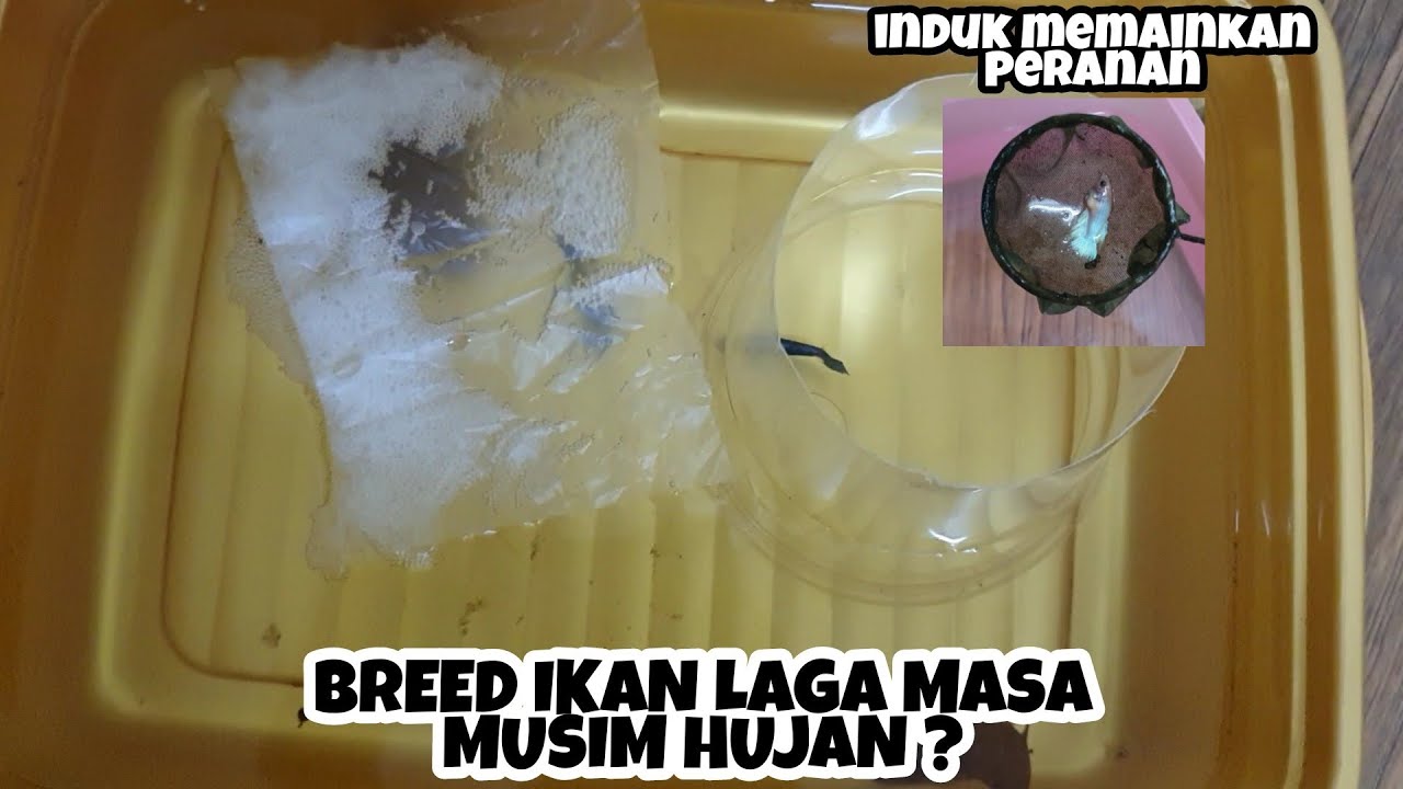 BREED IKAN DI MUSIM HUJAN. INDUK MEMAINKAN PERANAN?