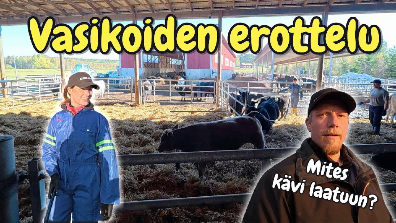Vasikoiden erottelua