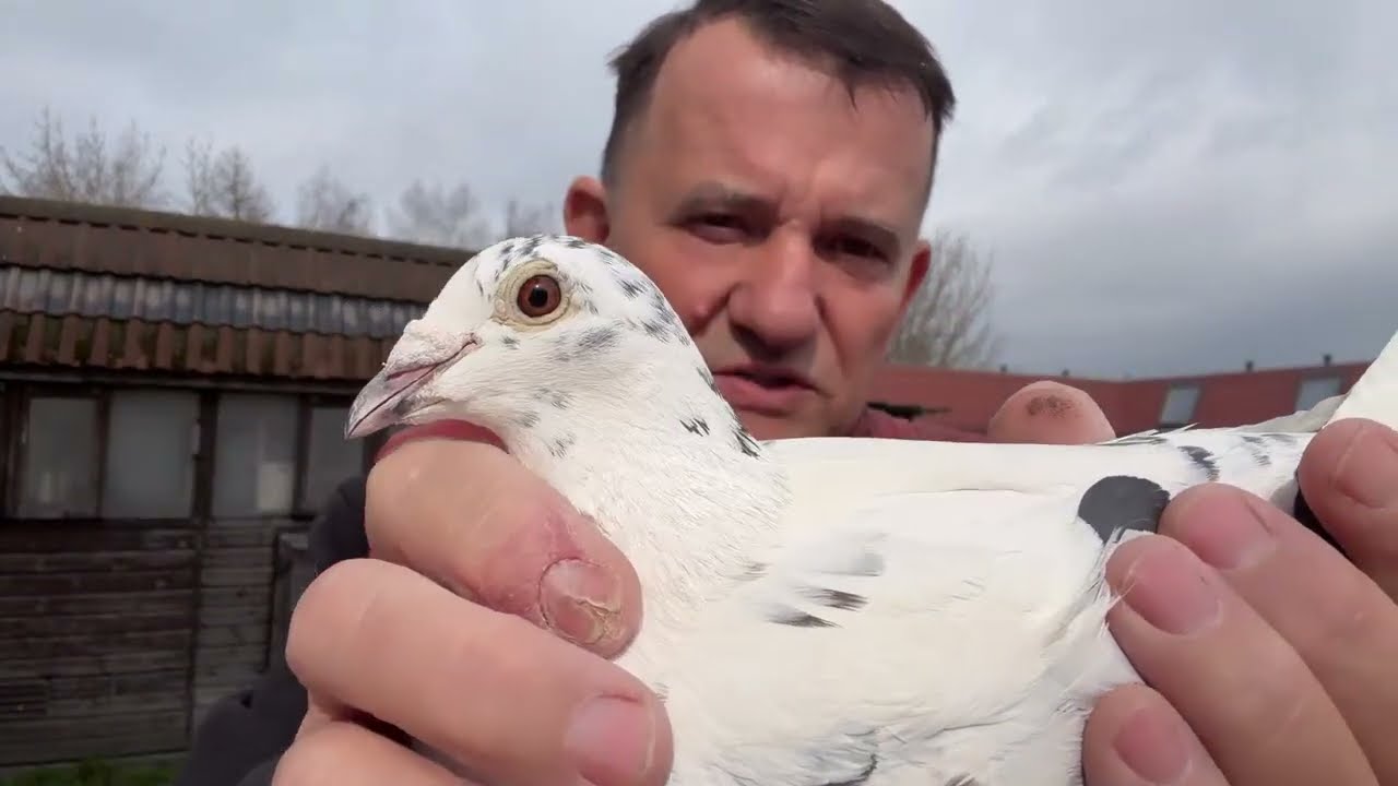 Gołębie Ludo Claessens białe szpaki Meeuwke 12 do rozpłodu 513016809 Artur Pawelec