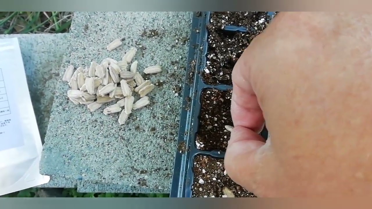 ＃１ 2022年スイカ栽培 台木用カンピョウ播種