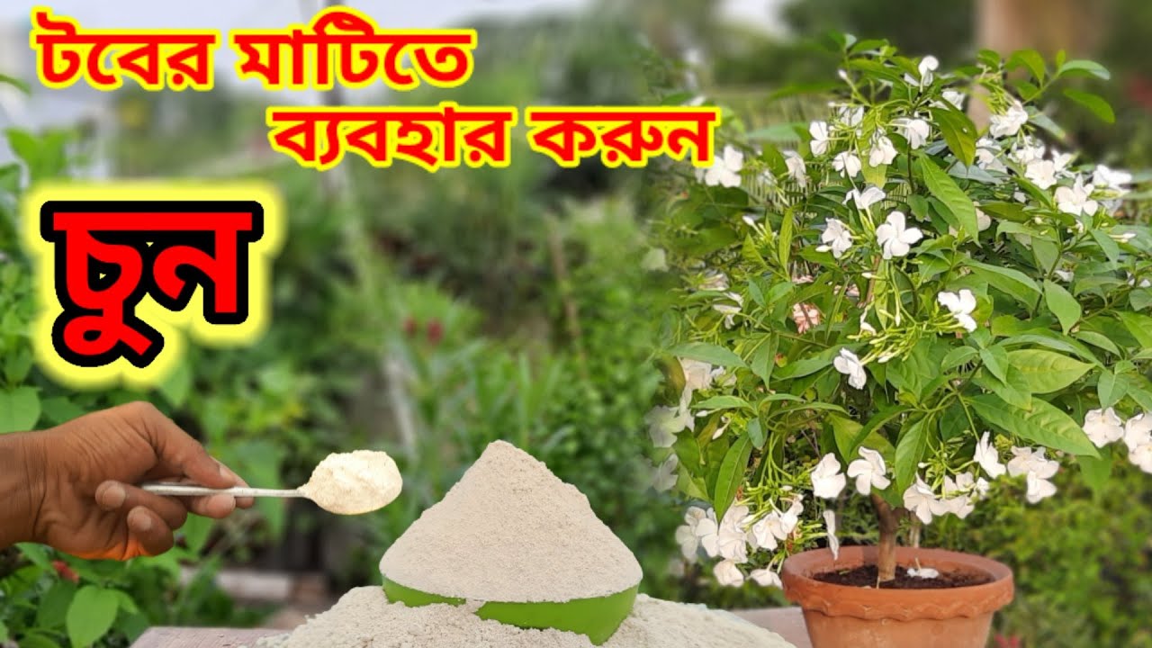 টবের মাটিতে চুন ব্যবহার করলে কি কি উপকার পাওয়া যায়। How to use lime at plant.