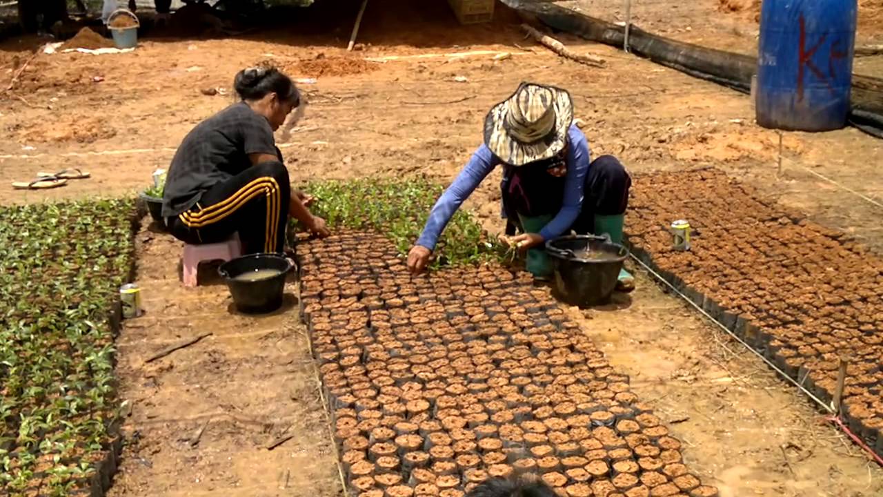 PLANT. AGARWOOD ARREE COMPANY LIMITED.
