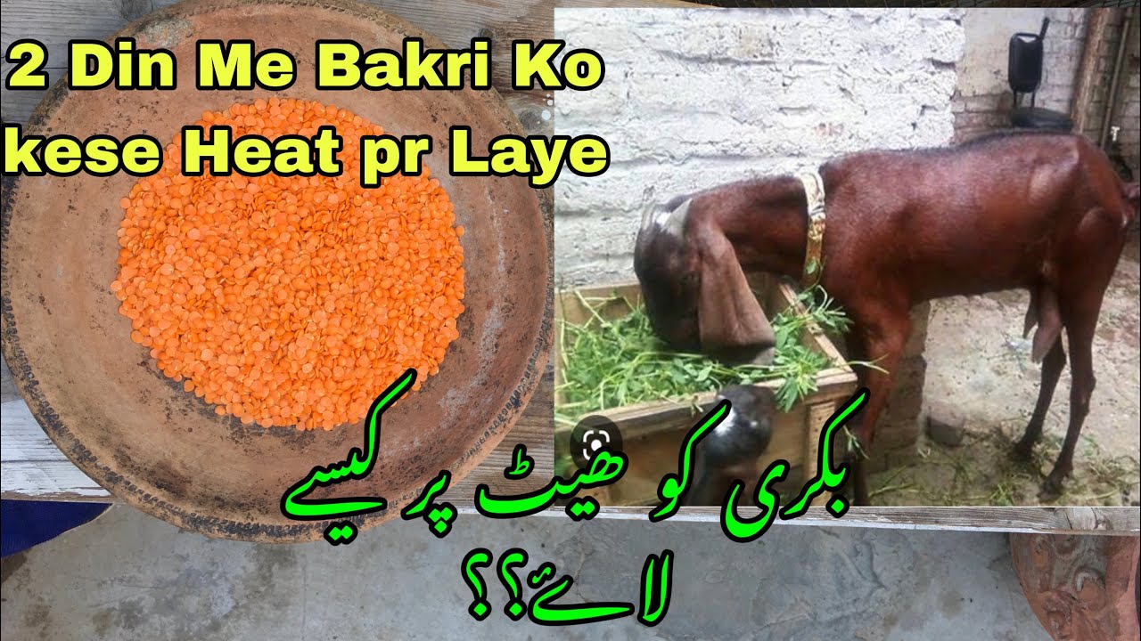Bakri Ko Heat Pe Lane Ka Tareeqa | Bht Tez Asar krega Ye Formula ? #goatfarming