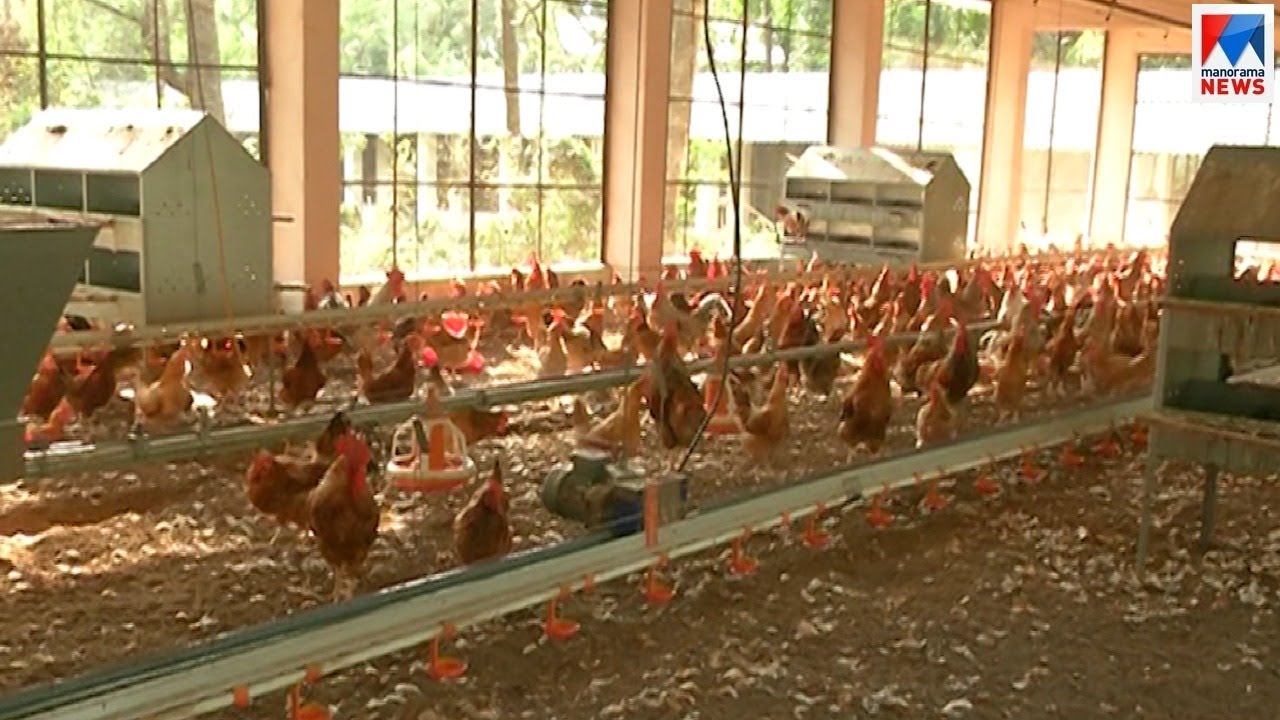 മാത്യകയായി കോഴിവളർത്തൽ കേന്ദ്രം | Kozhikode poultry farm