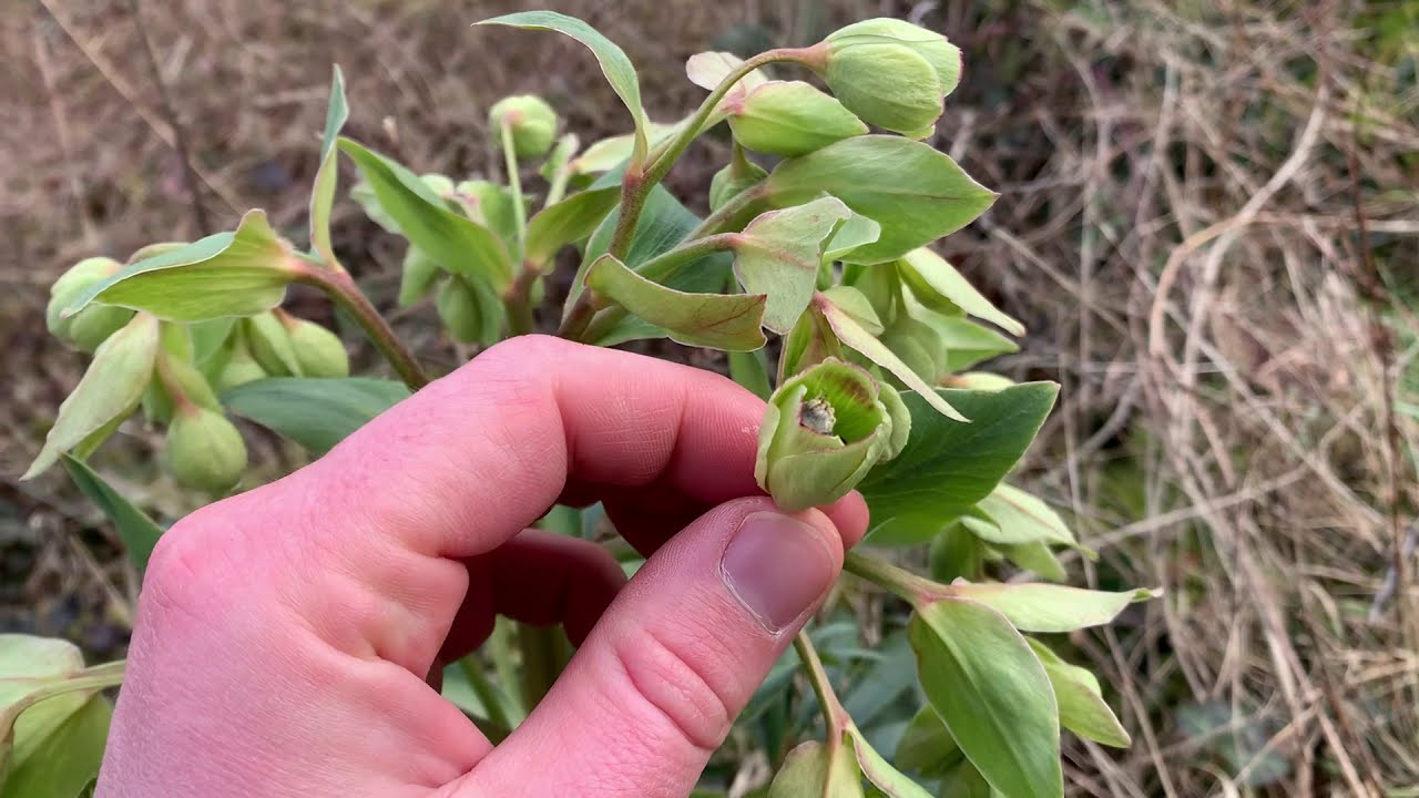 (49) How to ID: Stinking Hellebore