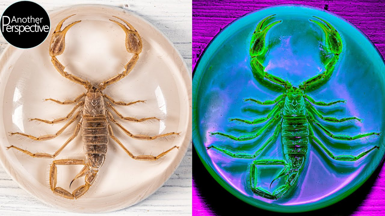 15 Amazing Photography Ideas - Ordinary Objects under UV Light