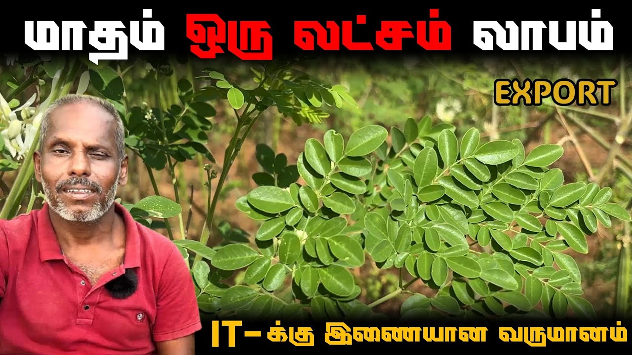 Export - முருங்கை கீரை |மாதம் 1 லட்சம் வருமானம் #agriculture #moringafarming @velaantv