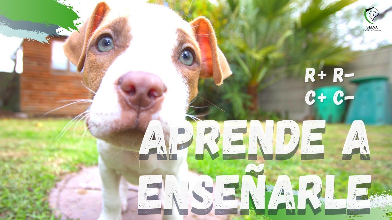 ¡Domina el Adiestramiento Canino con el Condicionamiento Operante!