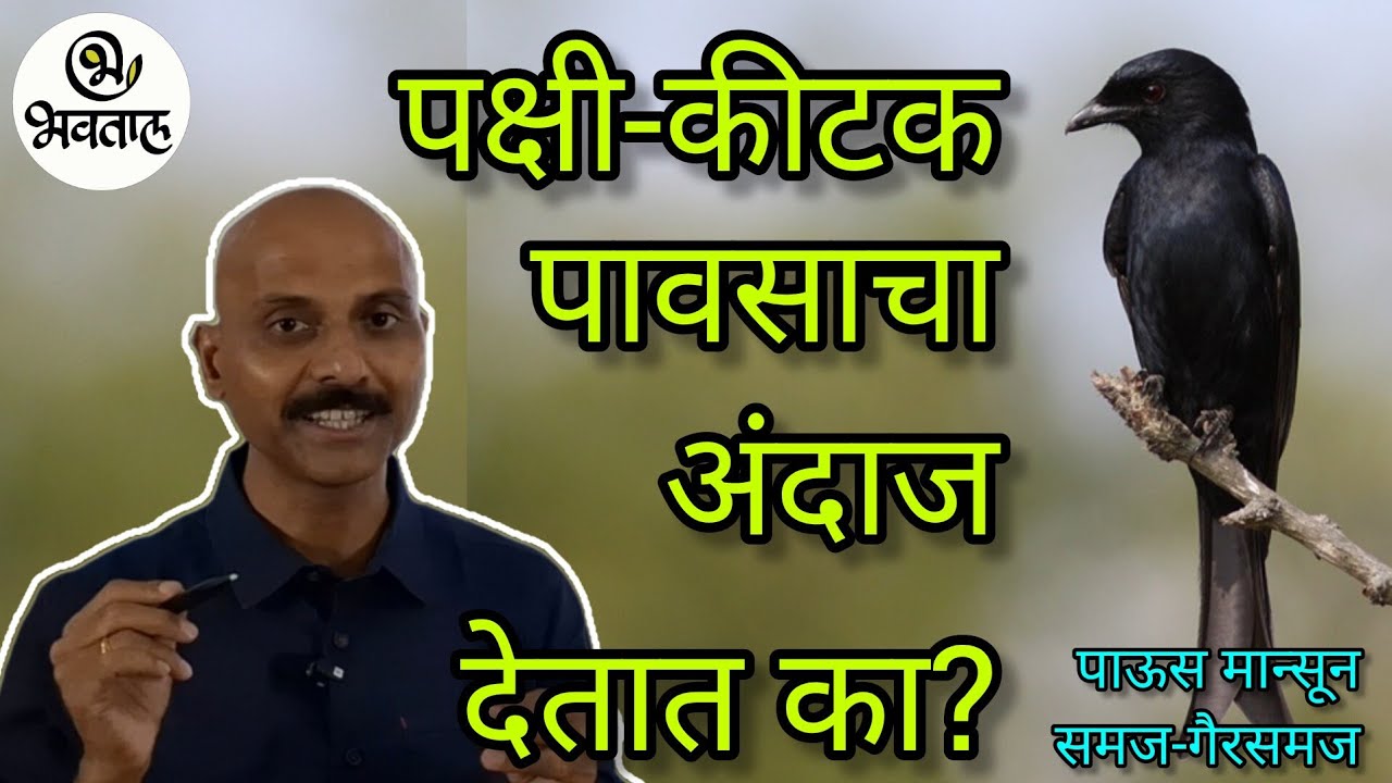 पावसाचा अंदाज देणारे पक्षी-कीटक कोणते? | Monsoon2025 | Bhavatal | Whether birds give rain forecast?