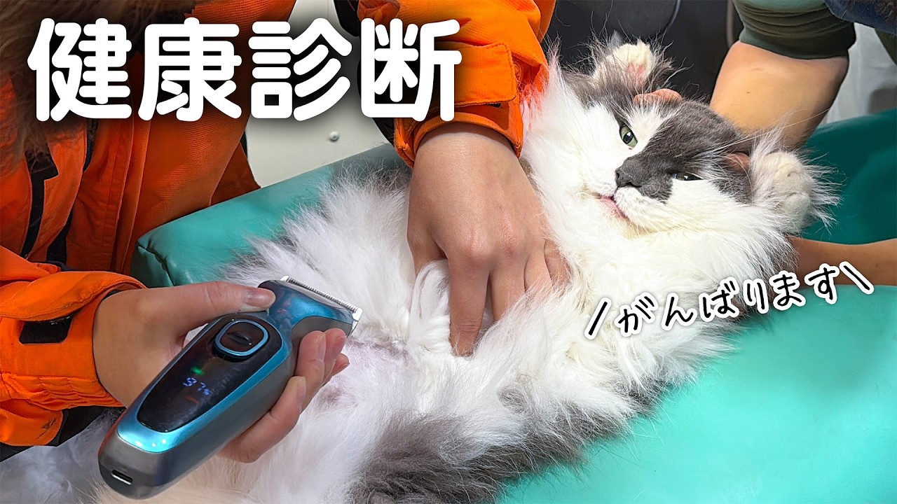 ずっと元気でいてほしいから。猫ちゃんの健康診断の様子をお届けします🐈