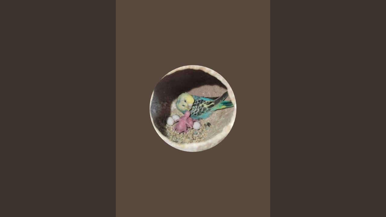 Ravi Birds is live!🤩🦜🦜🦜🦜🦜🦜🦜🦜🦜🦜🦜🦜🦜🦜🦜🦜🦜🦜🦜🦜🦜🦜🦜🦜🦜🦜🦜🦜🦜