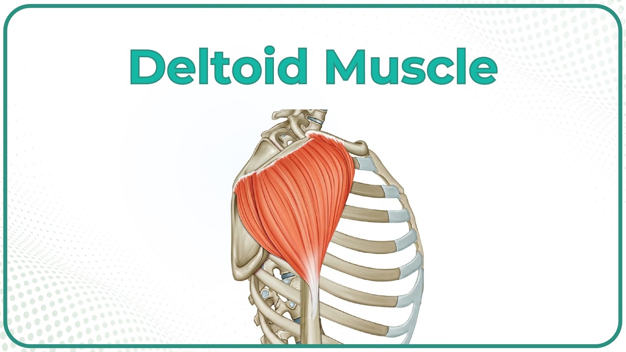 Deltoid Muscle Anatomy: Origin, Insertion, Nerve supply and Actions : Dr G Bhanu Prakash