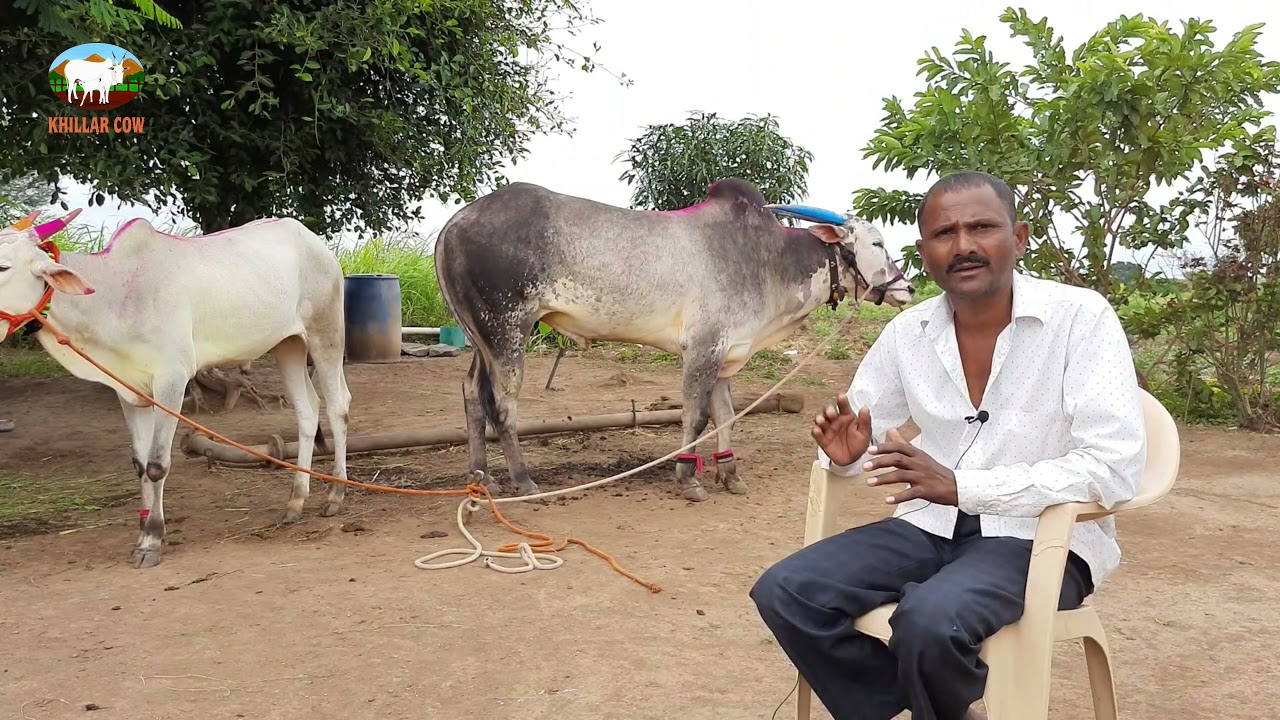 कुणाला कमी समजायचं नाय.. आपण प्रयत्न सोडायचं नाय.. | हिंदकेसरी दिलीप ड्राइवर शिरसवस्ती | Khillar Cow