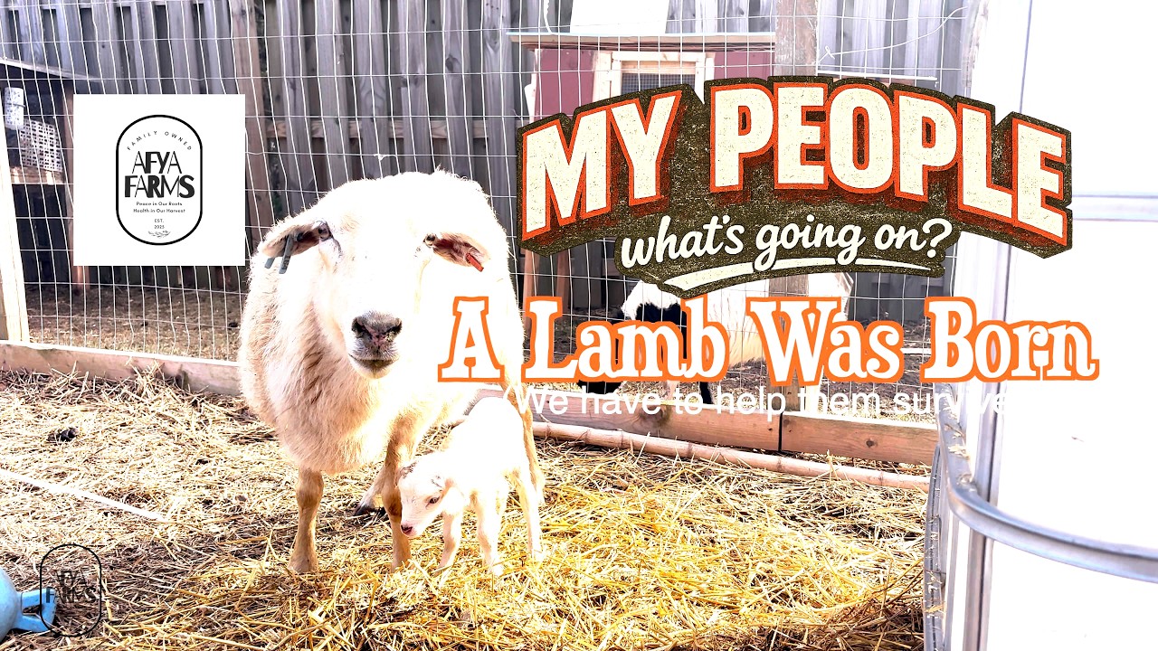 Twin lamb chops were born ! How we helping them survive.