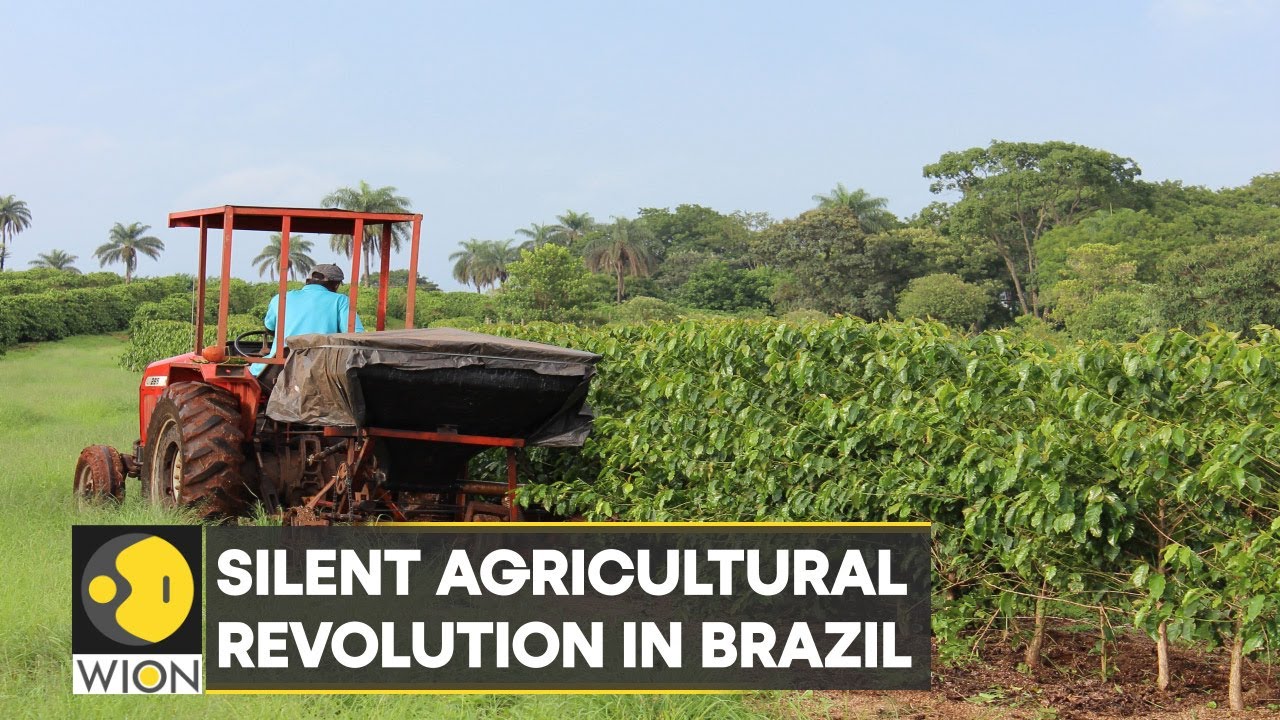 Brazil: Farmers shift from Alabaster plants, corn and soybean to produce cotton | Latest | WION