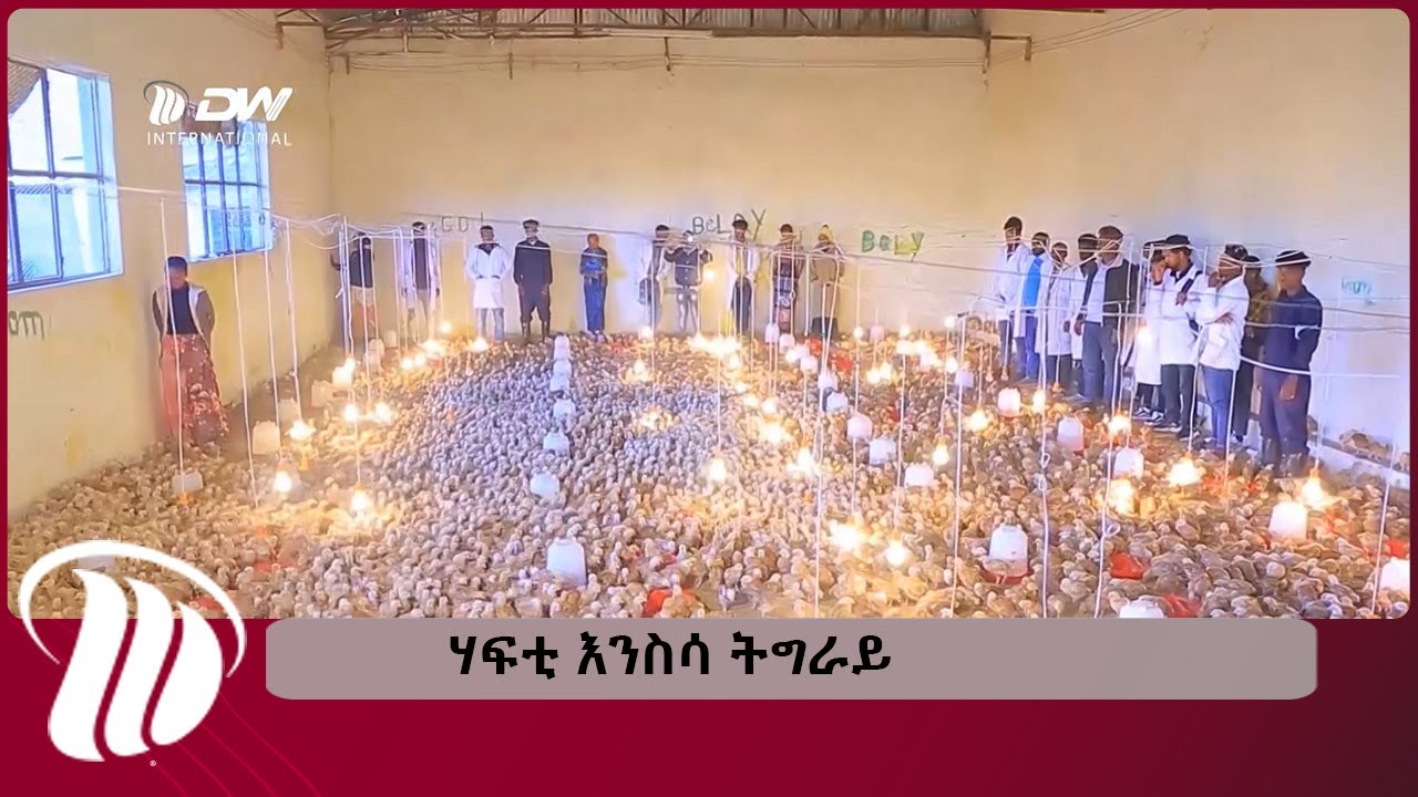 DW International  ሃፍቲ እንስሳ ትግራይ