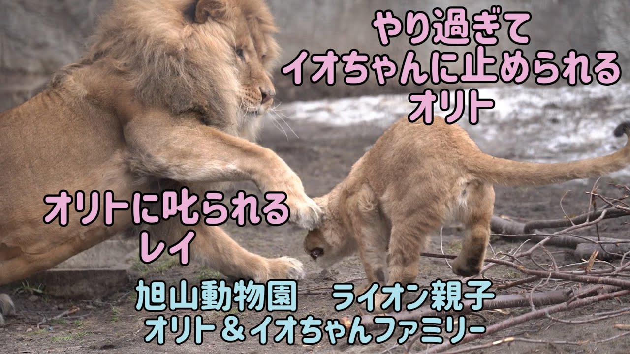 旭山動物園　やり過ぎてイオちゃんに止められるオリト　オリトに叱られるレイ　オリトは鼻にパンチがお嫌い　ライオン親子　オリト＆イオちゃんファミリー　Orito & Io family