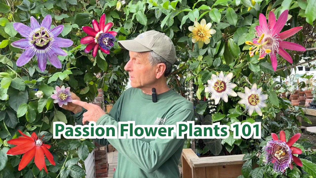Growing Passion Flowers & Passion Fruit