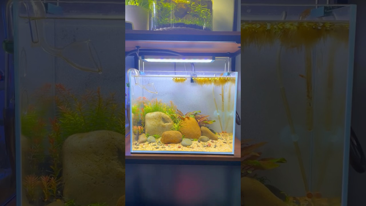 I Built A River Ecosystem For My Tiny Fish