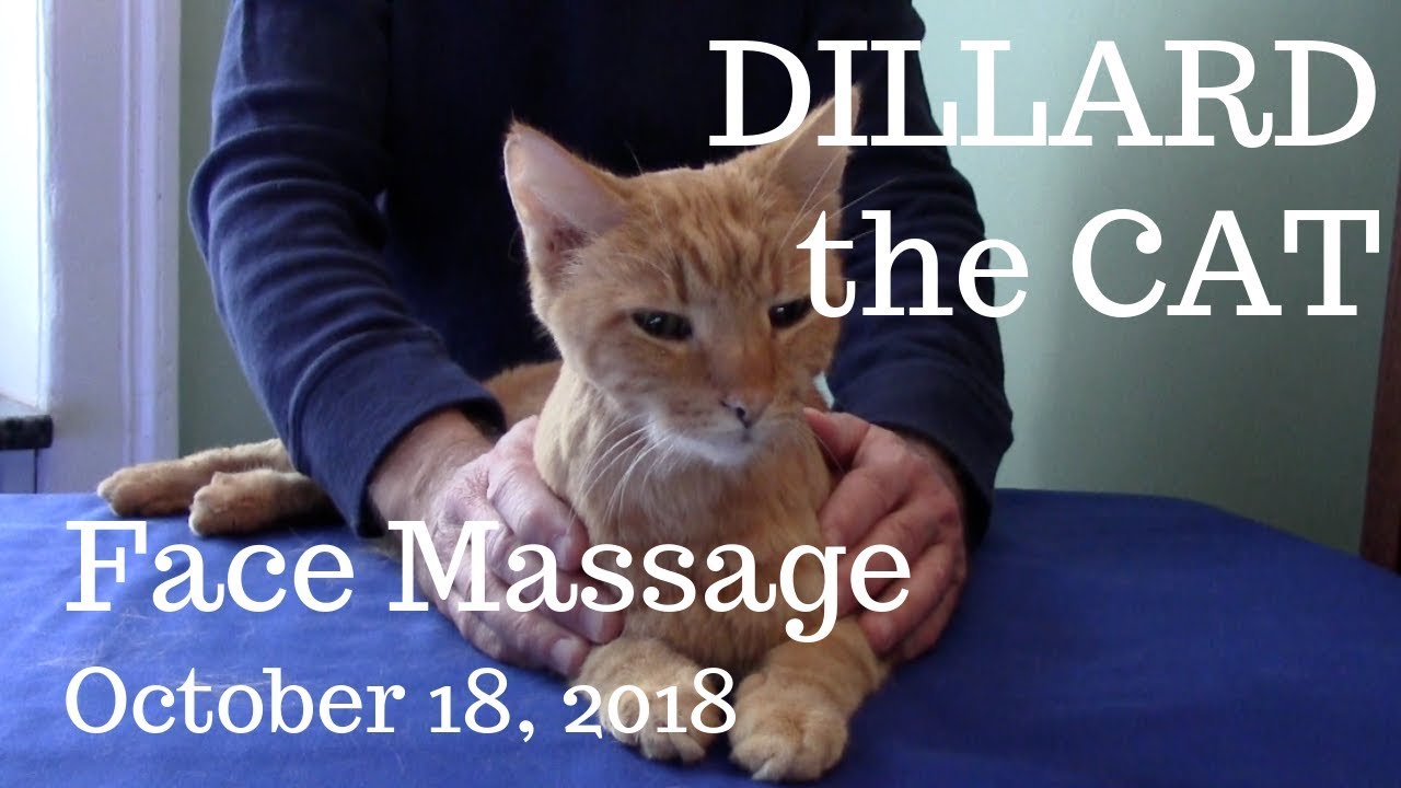Dillard the Cat -- Face Massage, October 18, 2018
