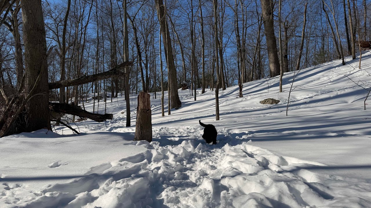 Miss Pepper Poo Walks is live!
