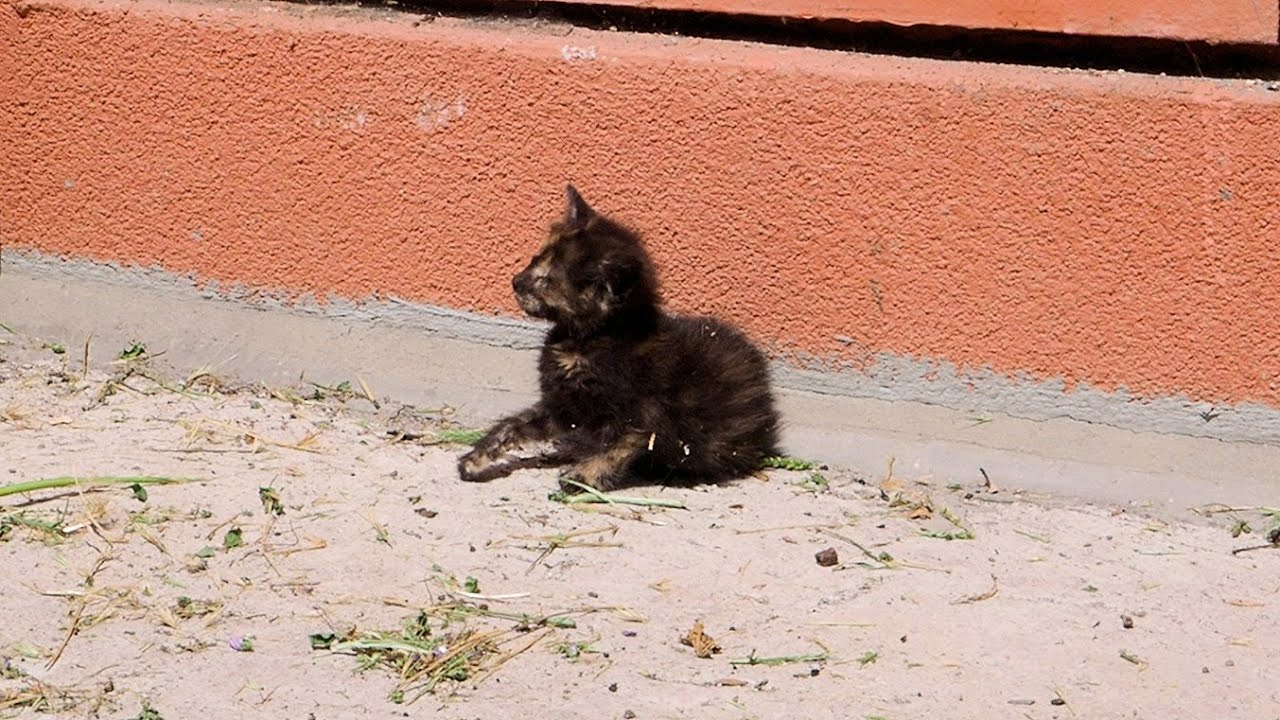Blind Kitten Found On The Street Completely Changes Her Life