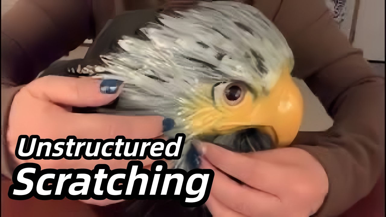 ASMR “Eagle” Head Wash （No Talking）