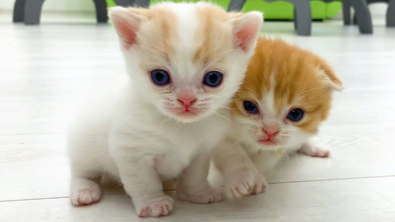 Котенок Вилли учит свою сестру бегать
