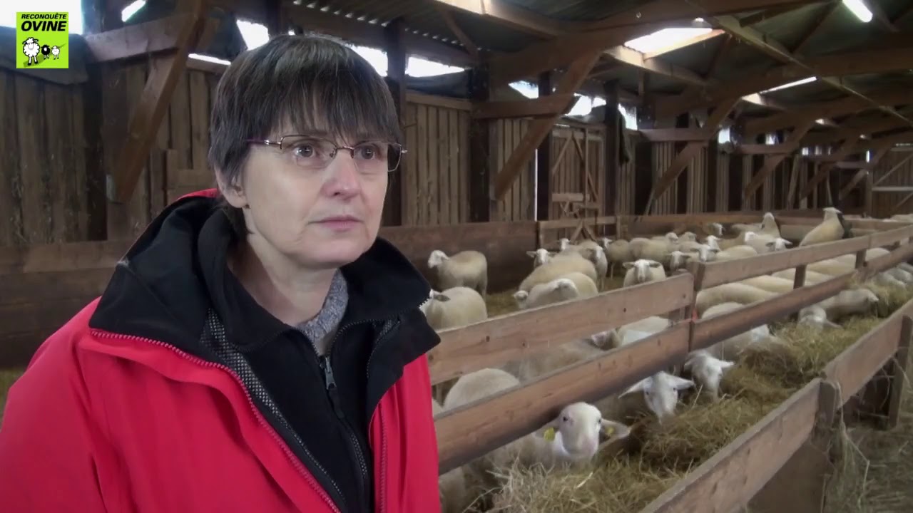 La conduite des agnelles de renouvellement &ndash; &eacute;pisode 2