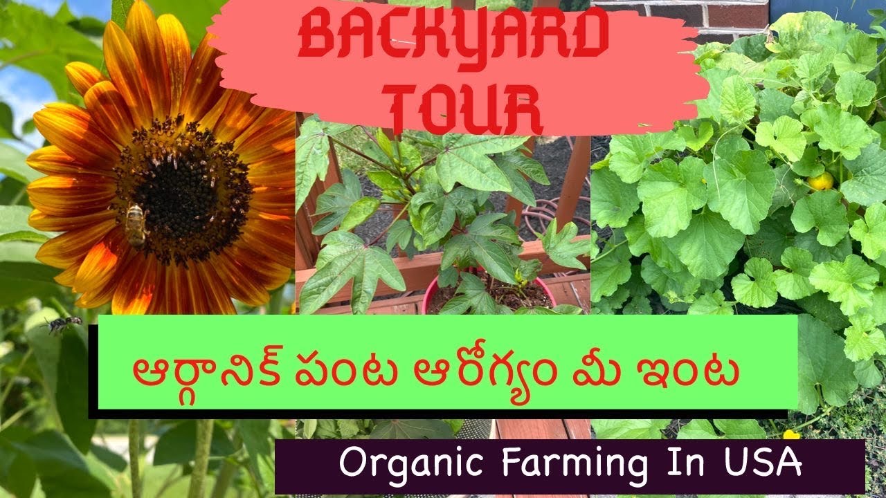 My #Backyard #Garden Tour | Vegetables #Harvesting | ఆర్గానిక్ పంట ఆరోగ్యం మీ ఇంట |USA Telugu #Vlogs