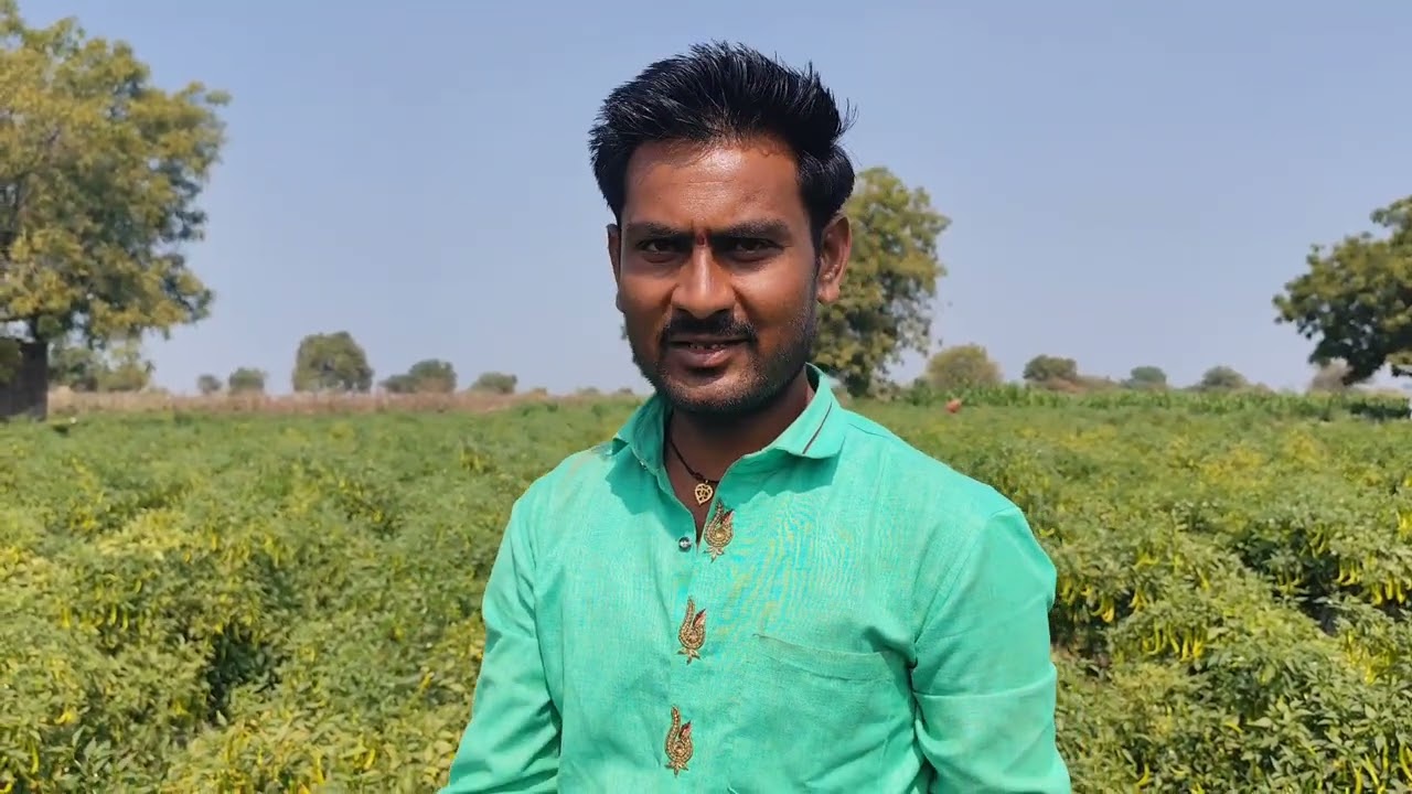 मिरची पिकामध्ये विक्रमी उत्पादन घेणारे शेतकरी शिवाजी मुंजाभाऊ गोरे  गाव उमरी जि परभणी यांचे मनोगत 