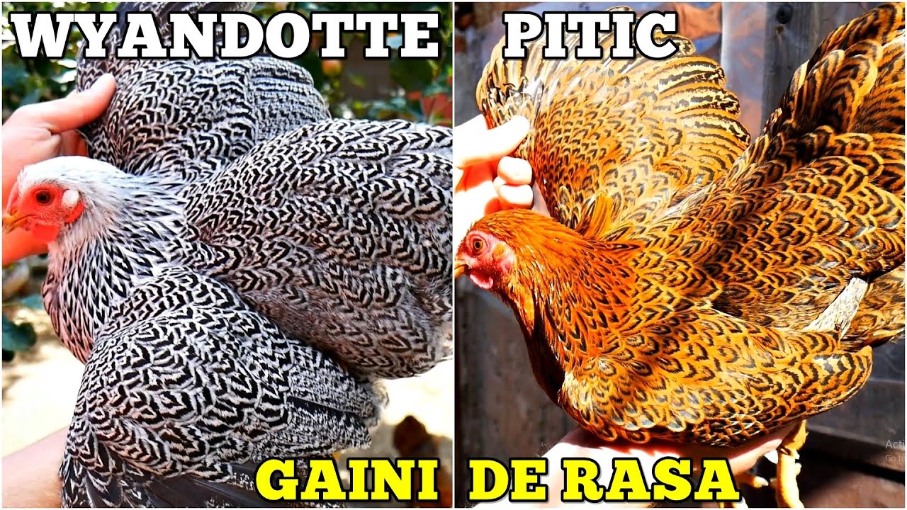 Viața la țară - Găini de rasa Wyandotte acasă la Adelin Popa din Pecica județul Arad