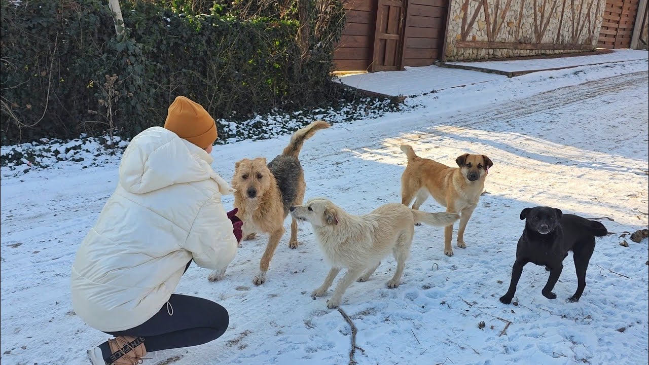 It’s a cold winter day, but stray dogs greet me with warmth and joy