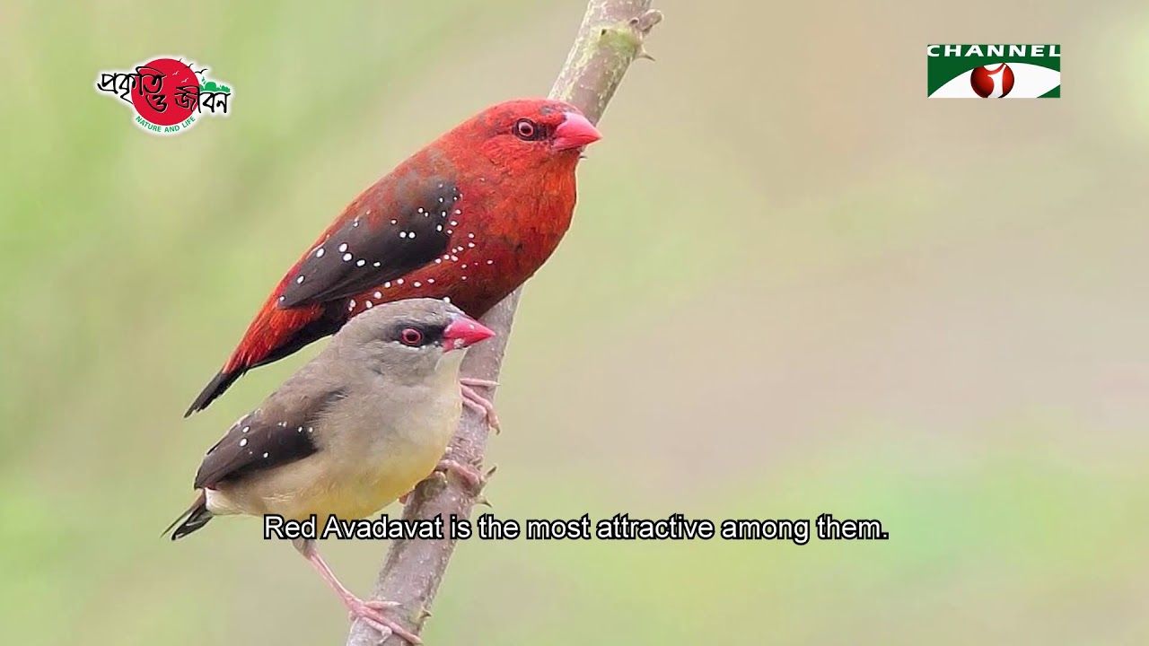 Nature and Life - Episode 308 (Grassland Birds)