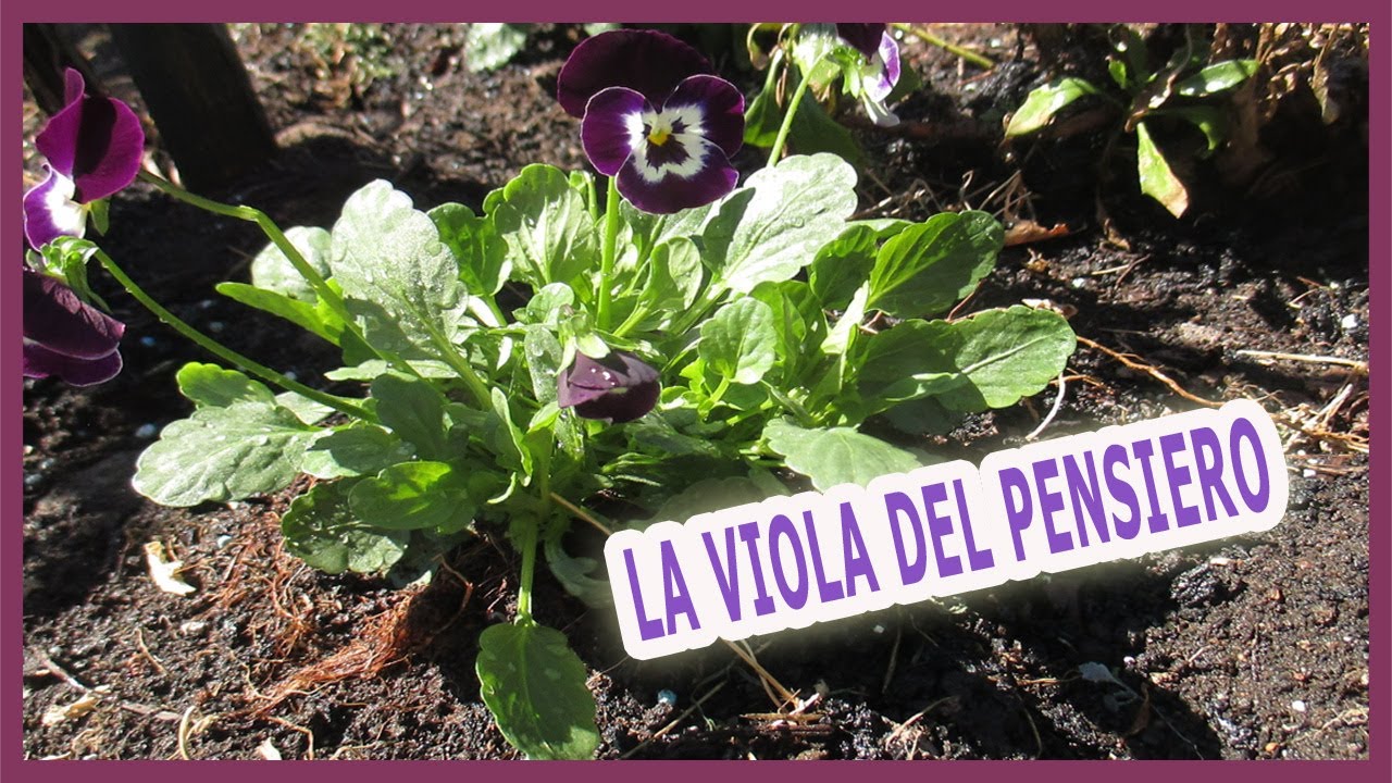 LA VIOLA DEL PENSIERO O PANSE' - COME COLTIVARE QUESTA PIANTA - LINGUAGGIO DEI FIORI -