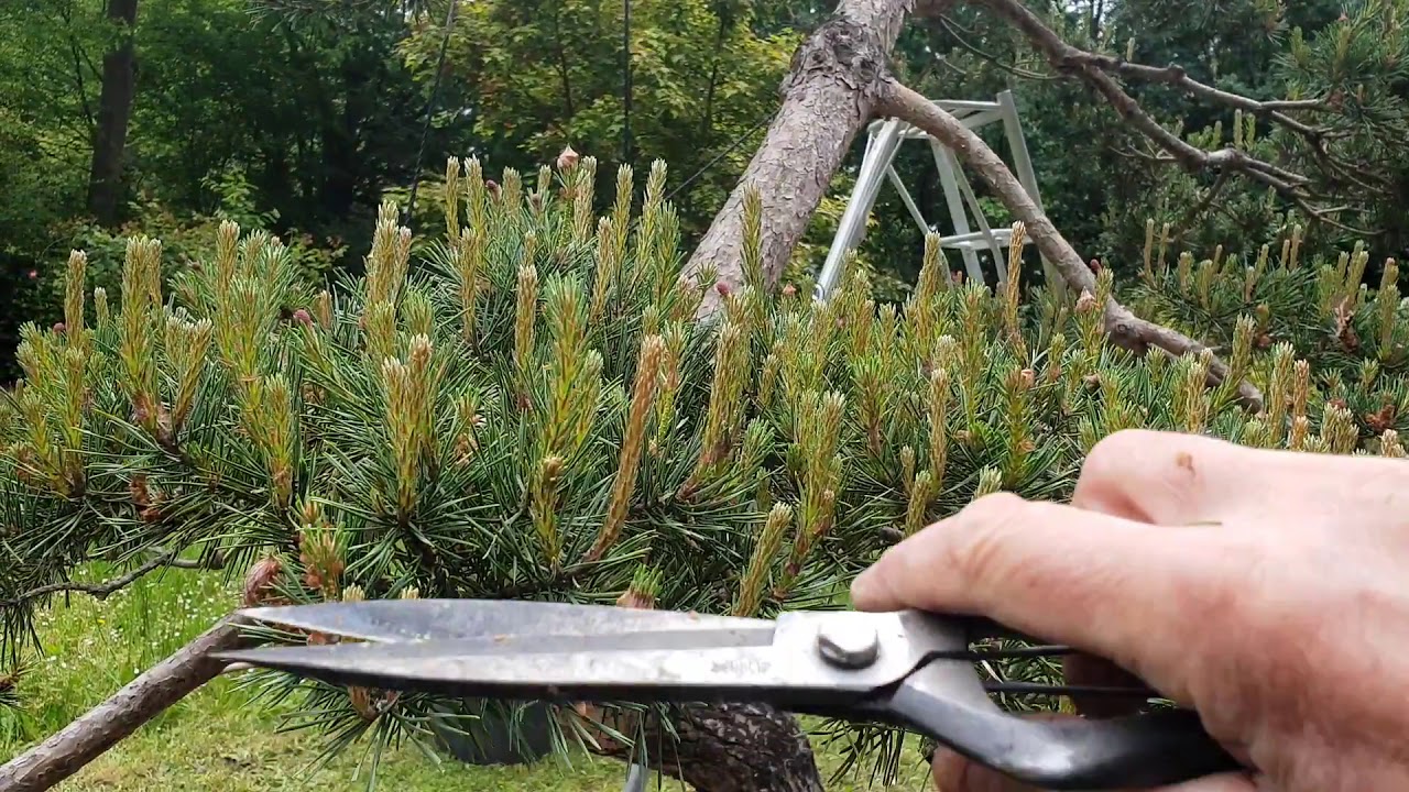 Taille des nouvelles pousses sur le pin sylvestre formé 