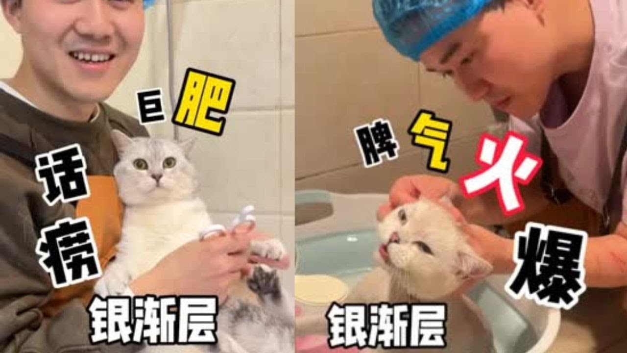 现在的银渐层洗澡都这么乖吗？ #洗澡  #宠物  #貓咪洗澡 #貓咪咬人 #惡貓 #上門洗貓 #寵物 #猫咪