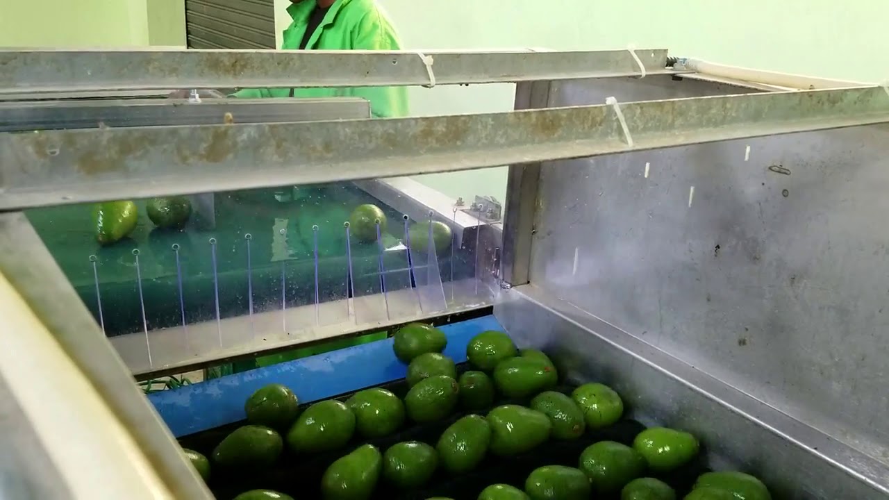Avocado equipment - ESHET EILON