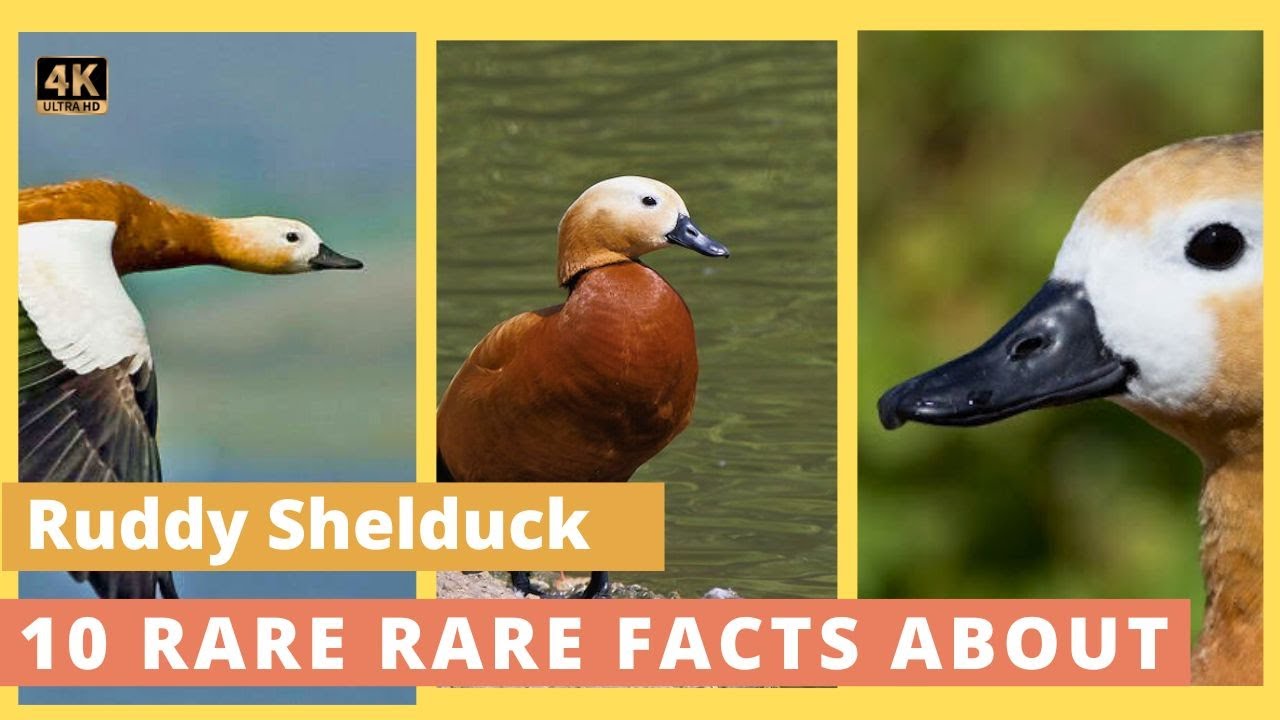 10 Surprising Facts About the Beautiful Ruddy Shelduck