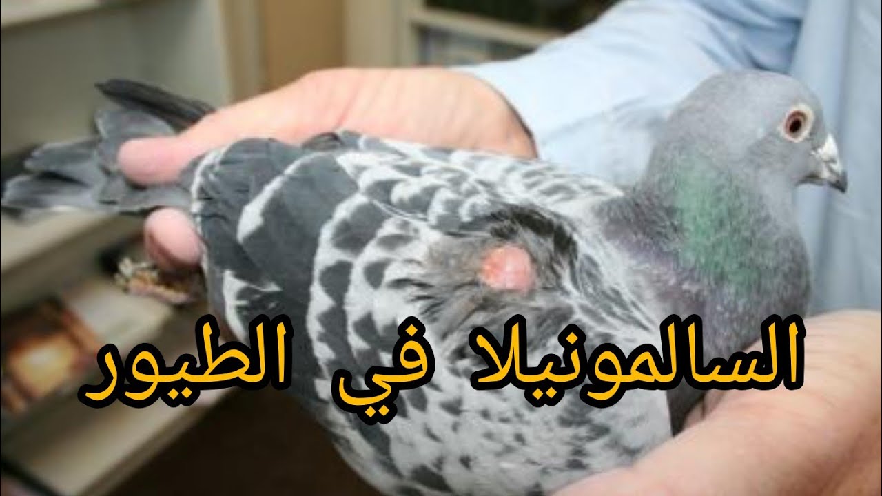 السالمونيلا في الطيور/الأعراض,الأسباب,العلاج (بالعلاجات البشرية)