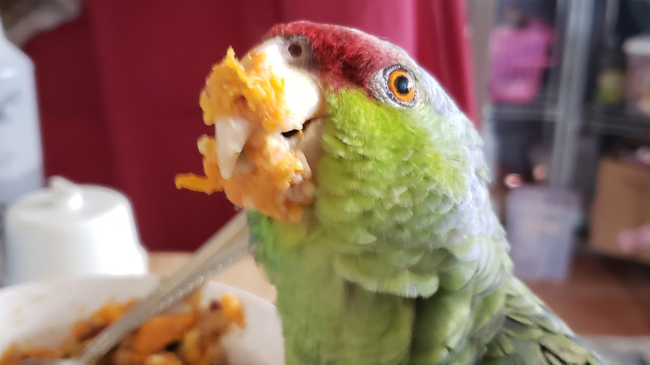 Are Your Bird's Biting & Screaming All Of A Sudden?