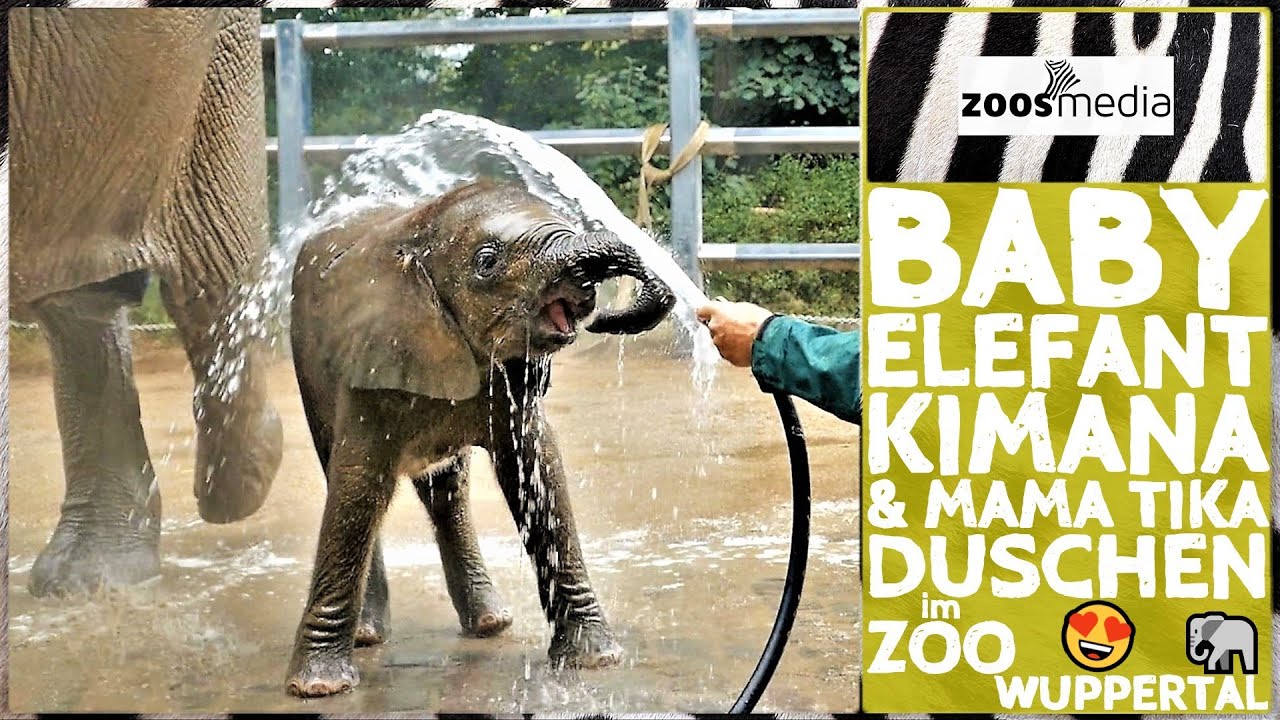 Zoo Wuppertal: Elefanten-BABY & Mama beim Waschen 🐘 | zoos.media