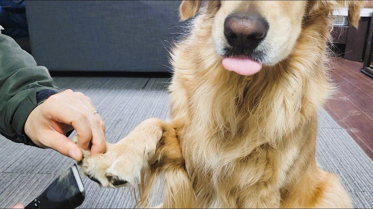 【感動】足裏カットを頑張るゴールデンレトリバーの姿に泣けた