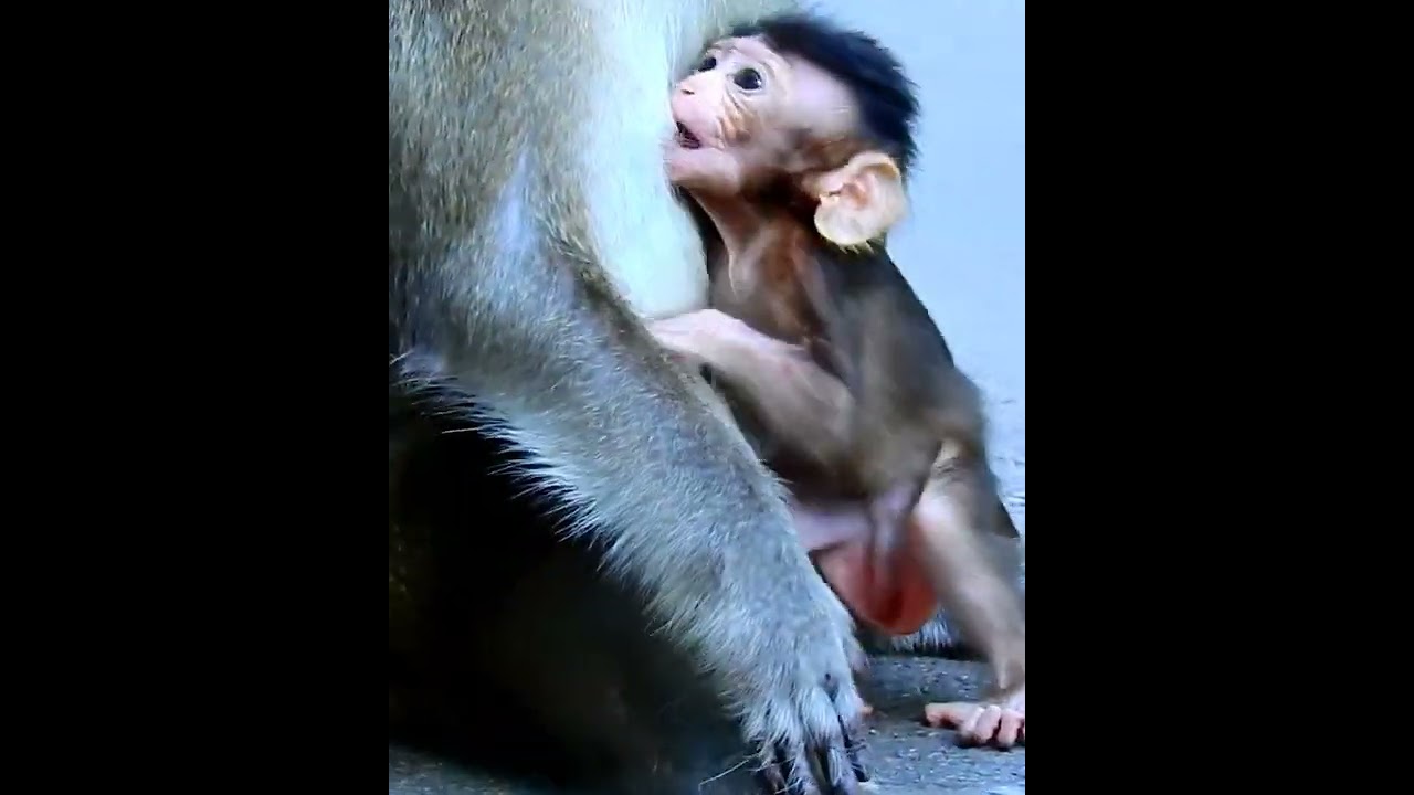 Amazing cute baby monkey 2023