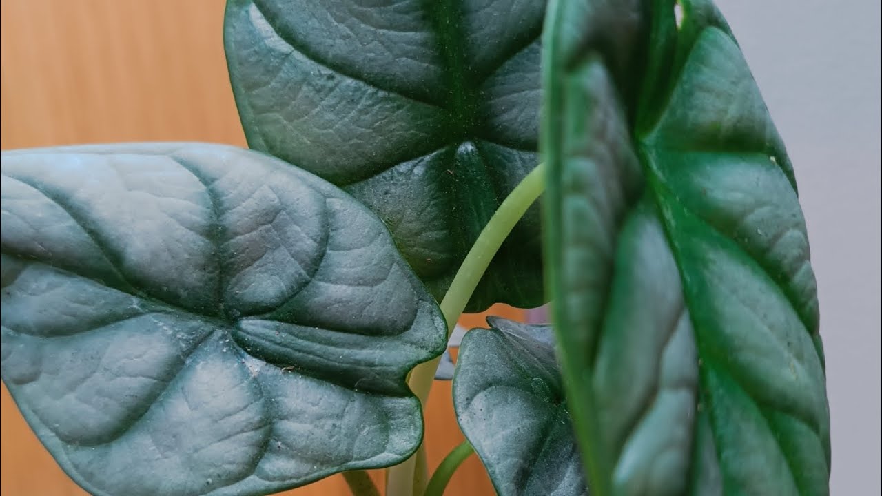 Alocasia silver dragon