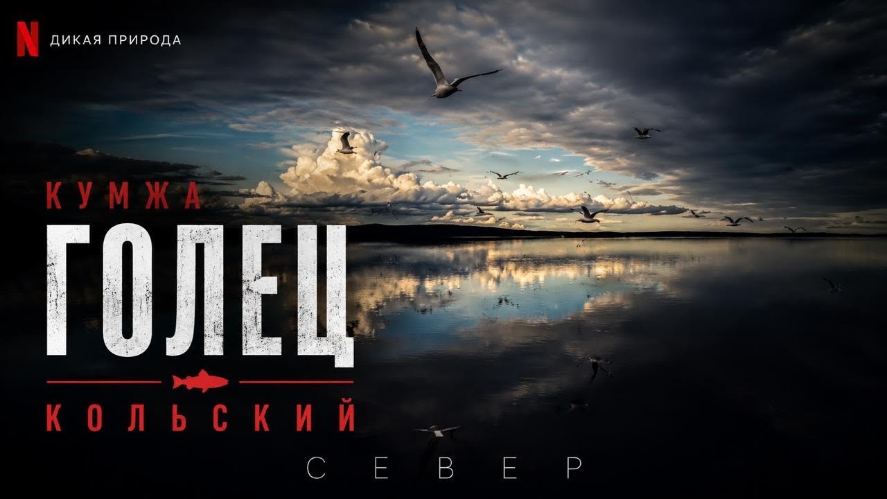 Кумжа➡️Голец➡️Кольский