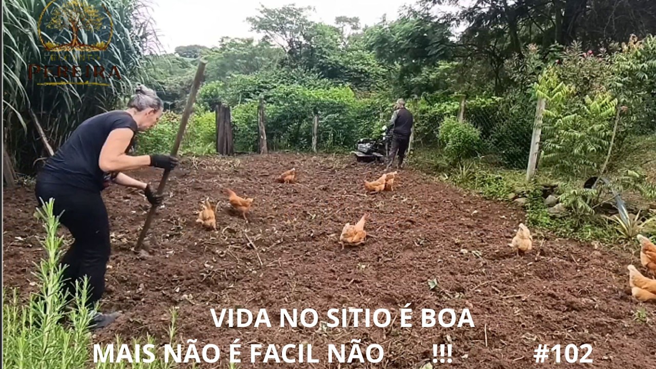 VIDA NA ROÇA É MUITO BOA !!!!  MAIS FACIL NÃO É       video 102