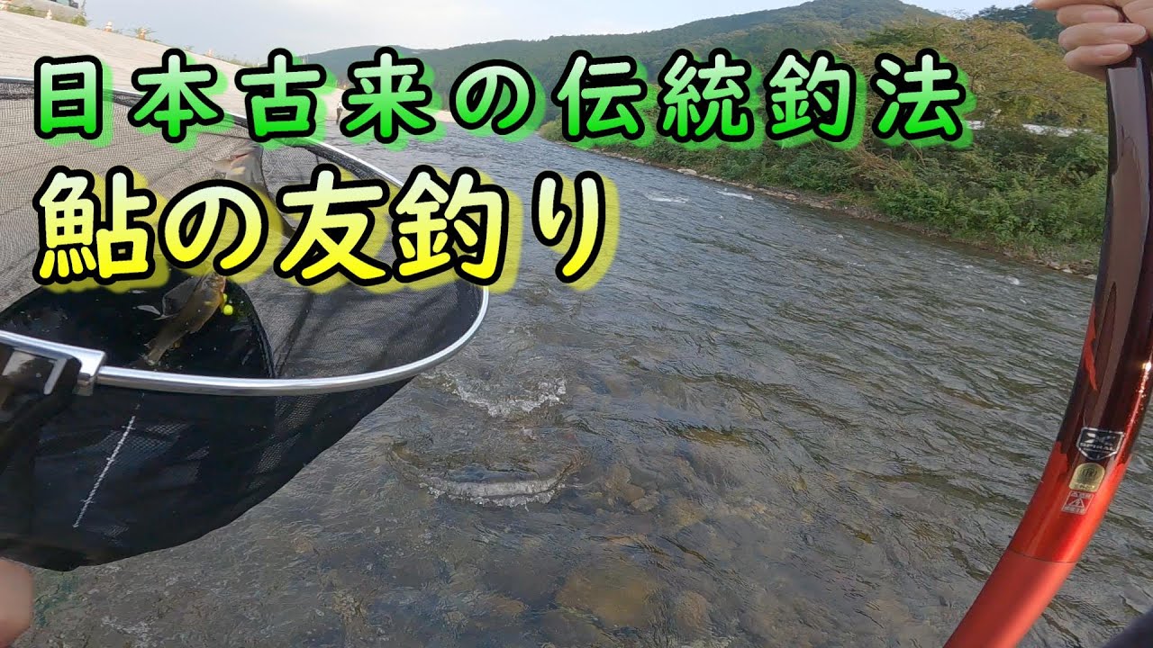 【日本古来の伝統釣法：鮎の友釣り】