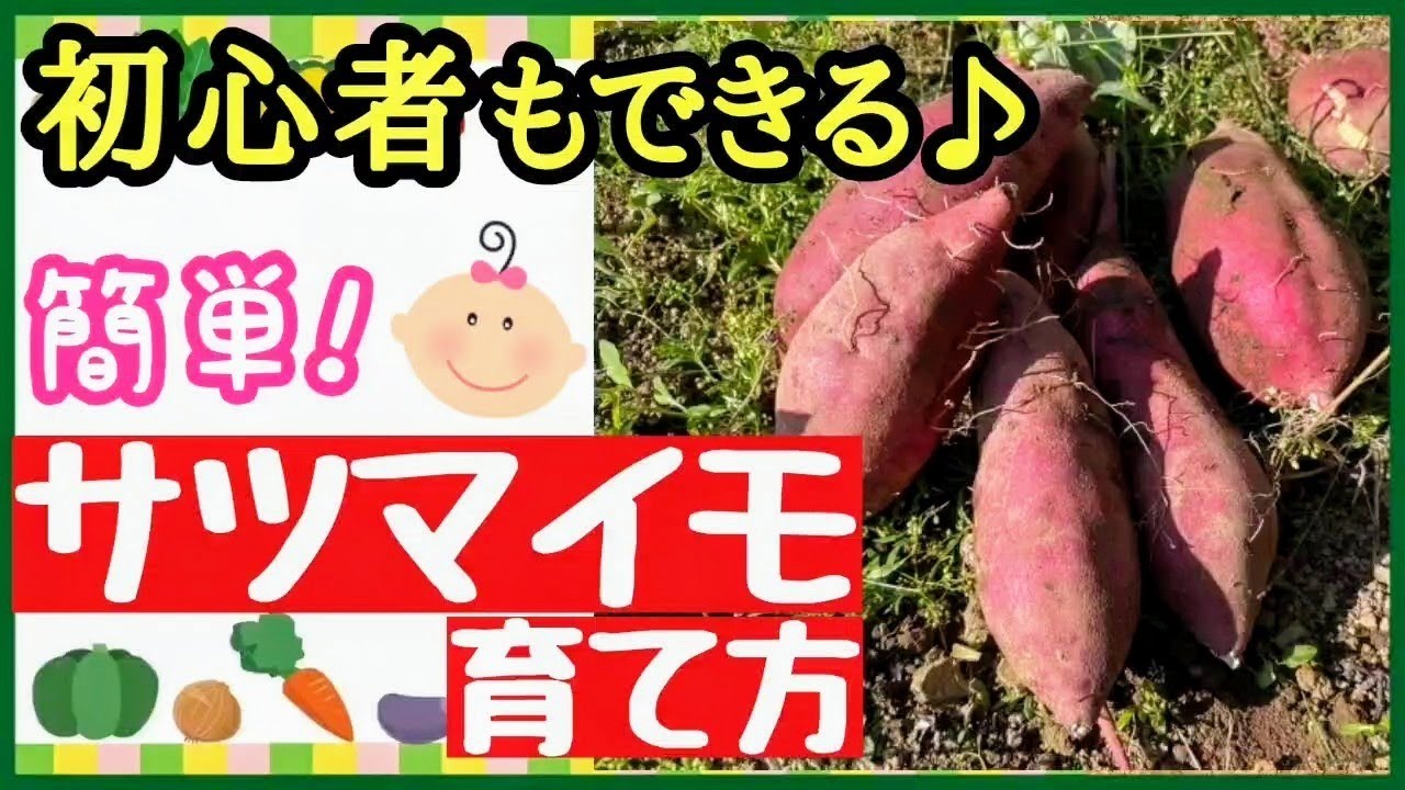 分かる！サツマイモの育て方♪植え付け～収穫までたくさん収穫する最強の育て方【初心者・プランター栽培】